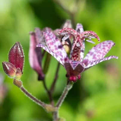 Ľaliovka Dark Beauty - Tricytris formosana - voľnokorenné sadenice ľaliovky - 1 ks