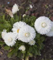 Sedmokráska obyčajná Habanera bílá - Bellis perennis - semená - 40 ks