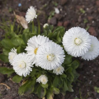 Sedmokráska obyčajná Habanera bílá - Bellis perennis - semená - 40 ks