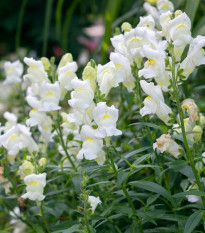 Papuľka väčšia Leo F1 White - Antirrhinum majus - semená - 20 ks