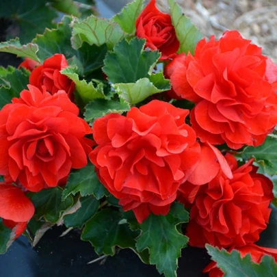 Begónia Nonstop F1 Red - Begonia tuberhybrida - semená - 20 ks