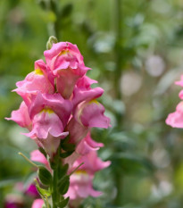 Papuľka väčšia Rocket F1 Rose - Antirrhinum majus - semená - 20 ks