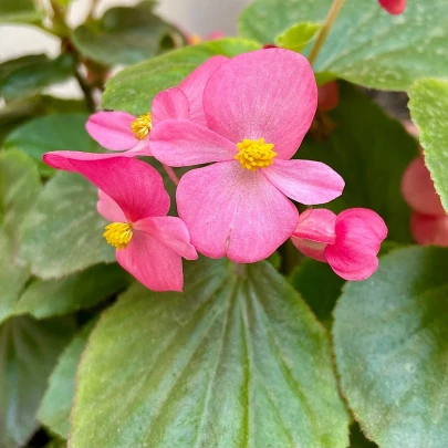 Begónia Superstar F1 Rose - Begonia semperflorens - semená - 20 ks