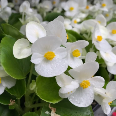 Begónia Superstar F1 White - Begonia semperflorens - semená - 20 ks