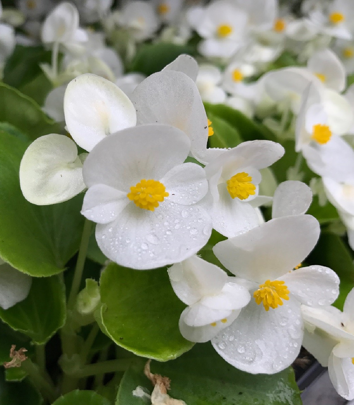 Begónia Superstar F1 White - Begonia semperflorens - semená - 20 ks