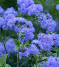 Agerát americký Blue - Ageratum houstonianum - semená - 50 ks