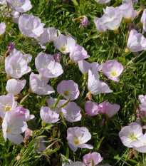 Pupalka ružová kobercová - Oenothera speciosa - semená - 50 ks