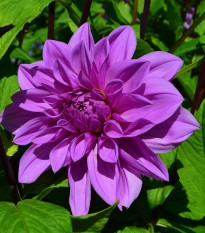 Georgína Lilac Time - Dahlia - cibuľoviny - 1 ks