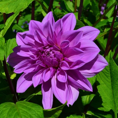 Georgína Lilac Time - Dahlia - cibuľoviny - 1 ks