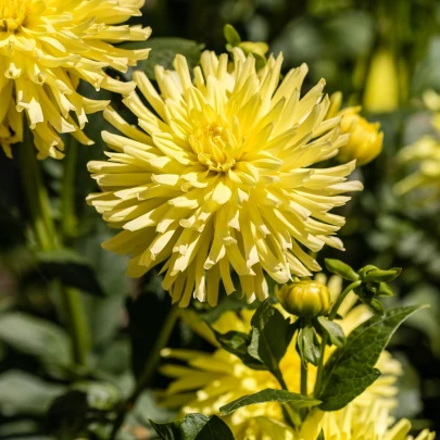 Georgína Kenemerland žltá - Dahlia - cibuľoviny - 1 ks