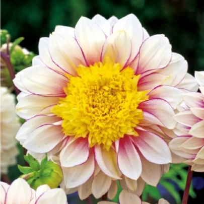 Georgína Polka - Dahlia - cibuľoviny - 1 ks