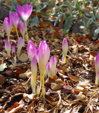 Jesienka Byzantium - Colchicum cilicium - cibuľoviny - 1 ks