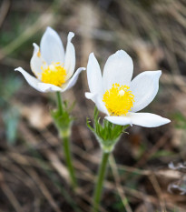 Poniklec obyčajný White Bells - Pulsatilla vulgaris - semená - 20 ks