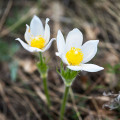 Poniklec obyčajný White Bells - Pulsatilla vulgaris - semená - 20 ks