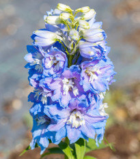 Stračonôžka Magic Fountains Dark Blue - Delphinium cultorum - semená - 50 ks