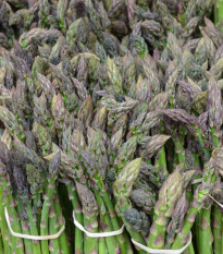 Špargľa Gijnlim - Asparagus officinalis - voľnokorenné sadenice špargle - 1 ks