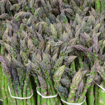 Špargľa Gijnlim - Asparagus officinalis - voľnokorenné sadenice špargle - 1 ks