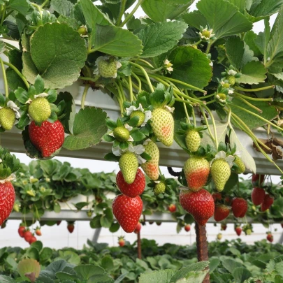 Jahoda stáleplodiaca Gasana F1 - Fragaria ananassa - semená - 10 ks