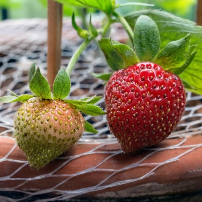 Jahoda stáleplodiaca Ariba Deep Rose F1 - Fragaria ananassa - semená - 10 ks