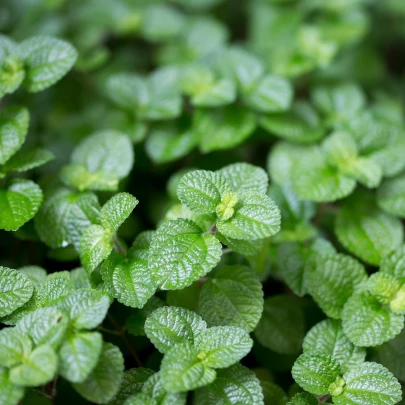 Mäta prieporná Mini Mint - Mentha piperita - semená - 20 ks