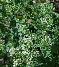 Grécke oregano Kreta - Origanum hirtum - semená - 200 ks