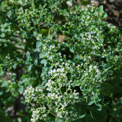 Grécke oregano Kreta - Origanum hirtum - semená - 200 ks