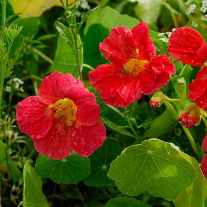 Kapucínka menšia Whirlybird Rose - Tropaeolum Minus - semená - 10 ks