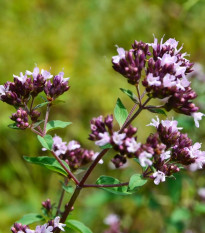 Pamajorán obyčajný Aromata - Origanum vulgare - semená - 1000 ks