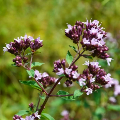 Pamajorán obyčajný Aromata - Origanum vulgare - semená - 1000 ks