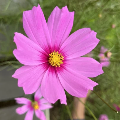 Krasuľka perovitá Cosmini Pink - Cosmos bipinnatus - semená - 20 ks