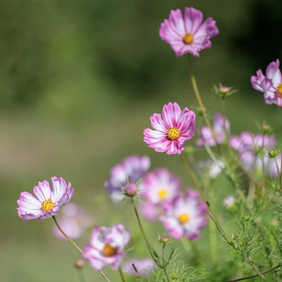 Krasuľka perovitá Cosmira Bicolor - Cosmos bipinnatus - semená - 20 ks