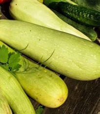 Uhorka šalátová Travito F1 - Cucumis sativus - semená - 10 ks