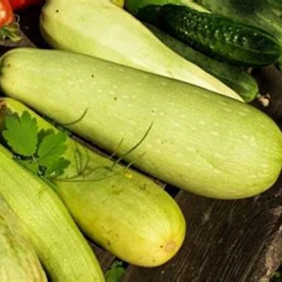 Uhorka šalátová Travito F1 - Cucumis sativus - semená - 10 ks