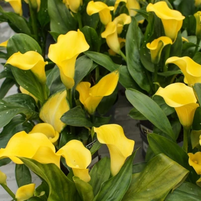 Kala Florex Gold - Zantedeschia - cibuľoviny - 1 ks