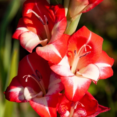 Gladiola Mademoiselle de Paris - Gladiolus - cibuľoviny - 3 ks