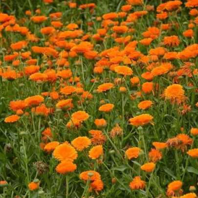 Nechtík lekársky Orange Double - Calendula officinalis - semená - 50 ks