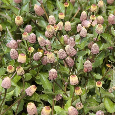 Plamatka kapustová - Spilanthes oleracea - semená - 80 ks