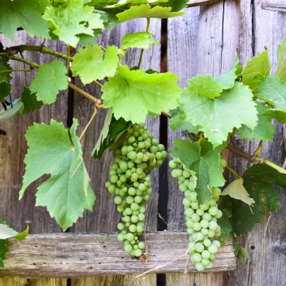 Vinič hroznorodý - Vitis vinifera - voľnokorenné sadenice - 1 ks