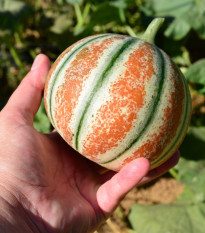 Melón cukrový Kajari - Cucumis melo - semená - 6 ks