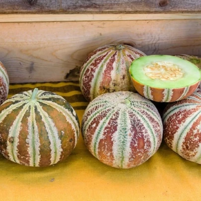 Melón cukrový Kajari - Cucumis melo - semená - 6 ks