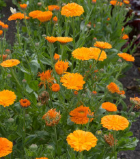 Nechtík lekársky Orange Double - Calendula officinalis - semená - 50 ks