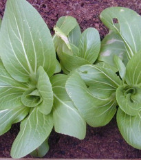 Pak Choi čínska kapusta - Brassica rapa var rosularis - semená - 100 ks