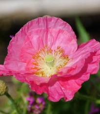 Mak Champagne Bubbles Pink - Papaver nudicaule - semená - 20 ks