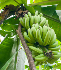 Banánovník Dwarf Cavendish - Musa Acuminata - semená - 5 ks