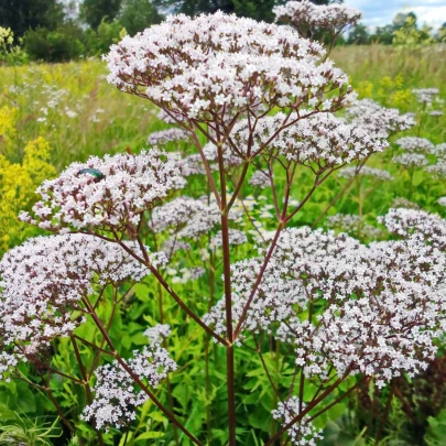 Valeriána lekárska - Valeriana officinalis - semená - 150 ks