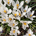 Krókus Jeanne d Arc - Crocus Vernus - cibuľoviny - 3 ks