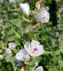 Ibiš lekársky - Althaea officinalis - semená - 18 ks