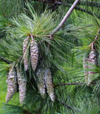 Borovica himalájska - Pinus wallichiana - semená - 5 ks