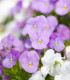 Fialka Twix F1 Rosy - Viola cornuta - semená - 20 ks