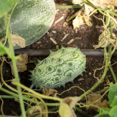 BIO Kiwano - Cucumis metuliferus - bio semená - 7 ks